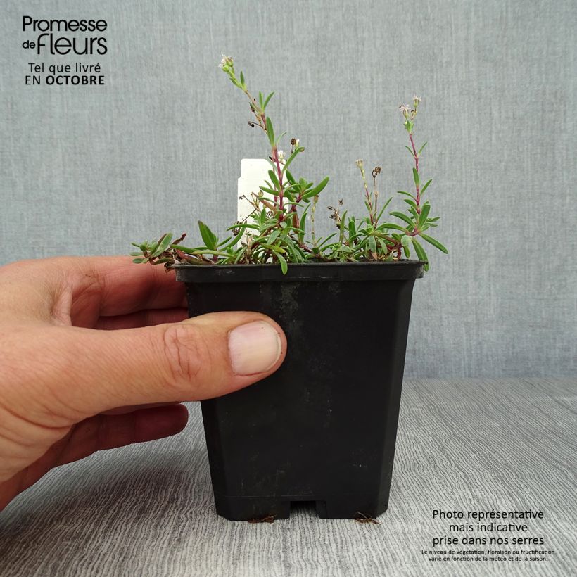 Spécimen de Gypsophile blanc rampant - Gypsophila repens Alba Godet de 8/9 cm tel que livré en automne