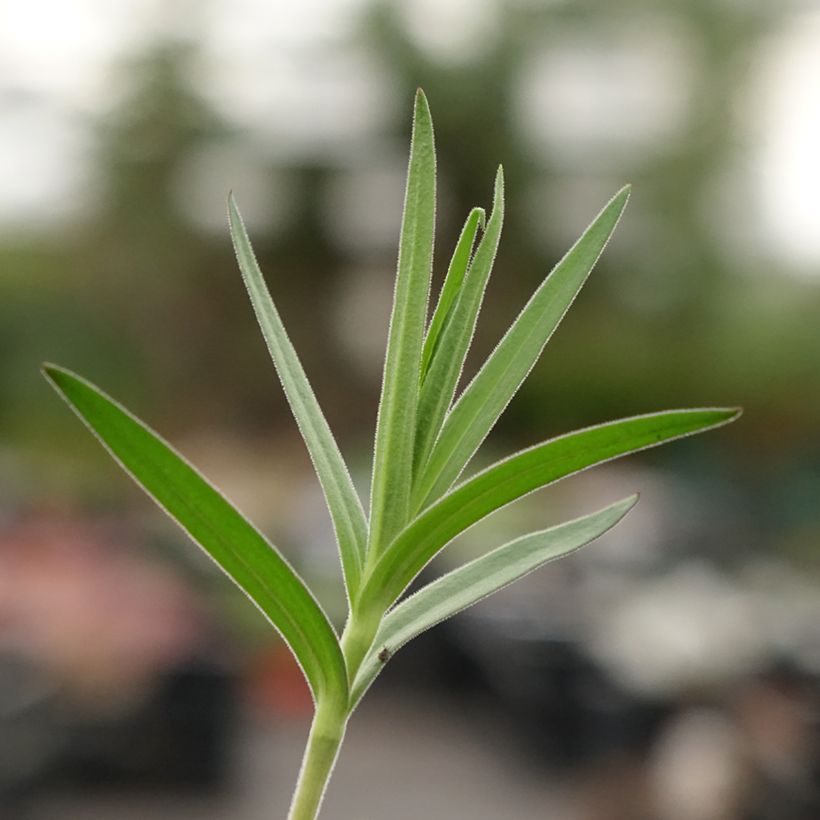 Gypsophile paniculata (Feuillage)