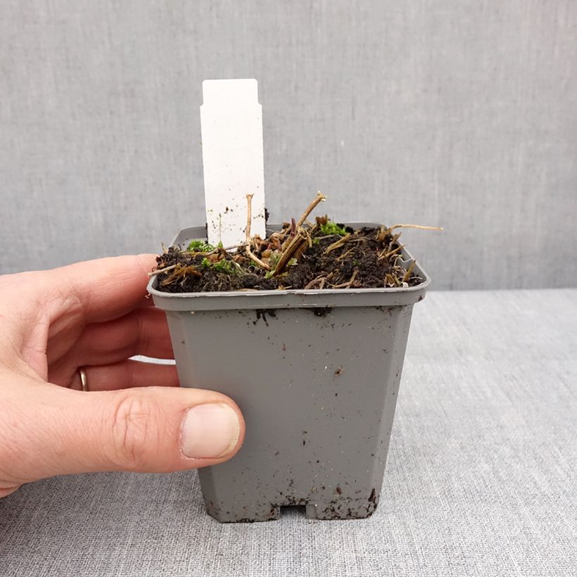 Gypsophila paniculata Snow Flake Vasetto da 8/9 cm esemplare consegnato in inverno