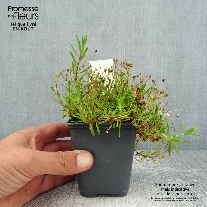 Spécimen de Gypsophile rampant - Gypsophila repens White Angel Godet de 8/9 cm tel que livré en été