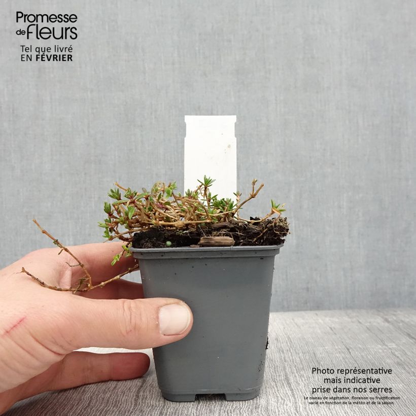 Spécimen de Gypsophile rampant - Gypsophila repens White Angel Godet de 8/9 cm tel que livré en hiver