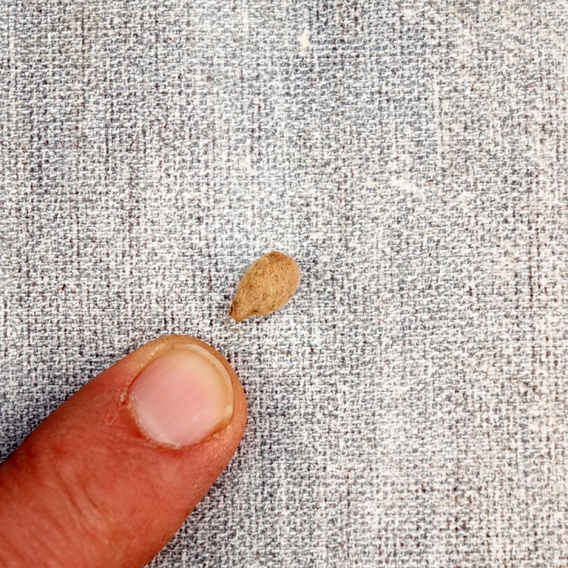 Spécimen de Habenaria radiata - Orchidée colombe Bulbe calibre I tel que livré au printemps