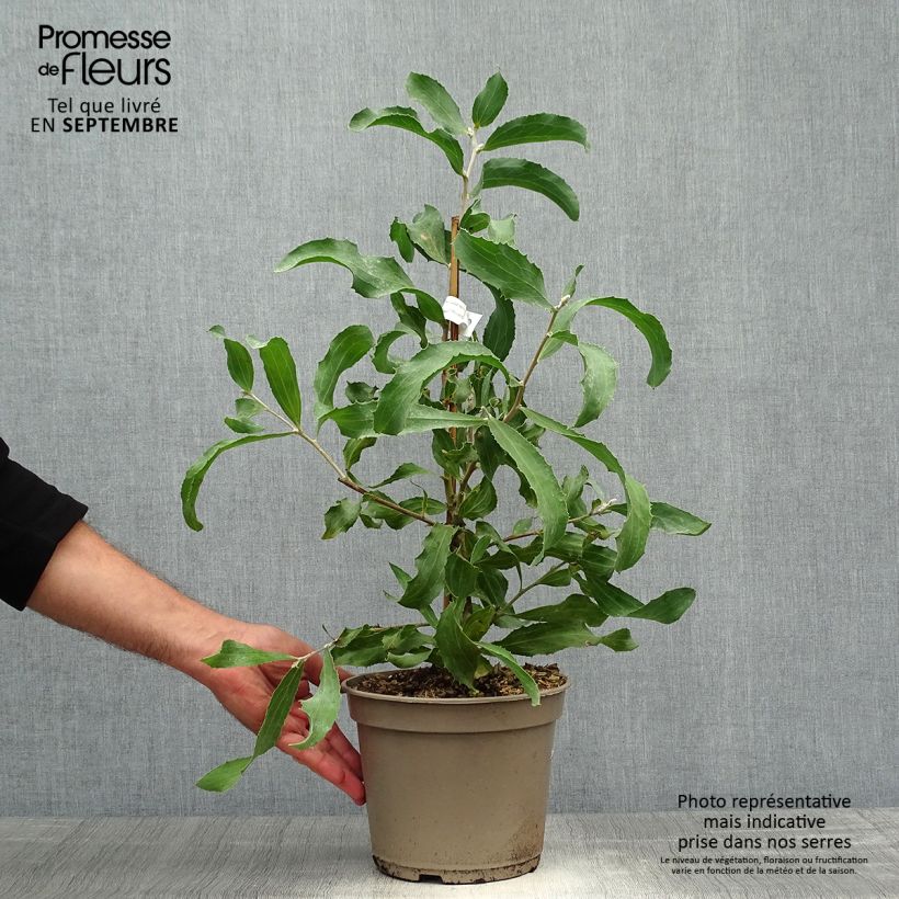 Spécimen de Hakea victoria - Hakea royal Pot de 4L/5L tel que livré en automne