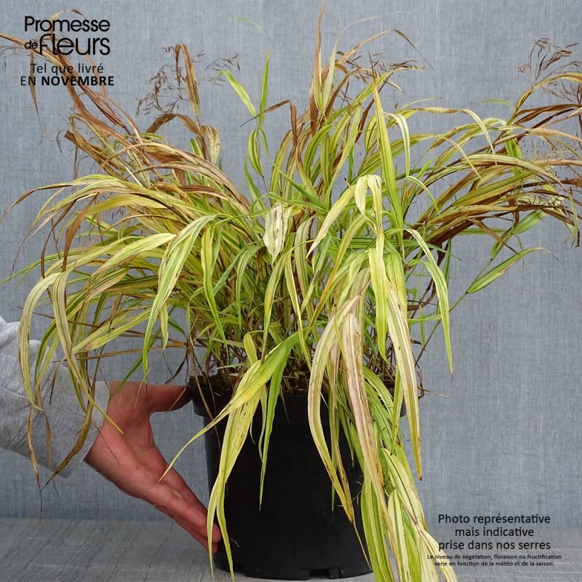 Spécimen de Herbe du Japon - Hakonechloa macra Aureola Pot de 2L/3L tel que livré en automne