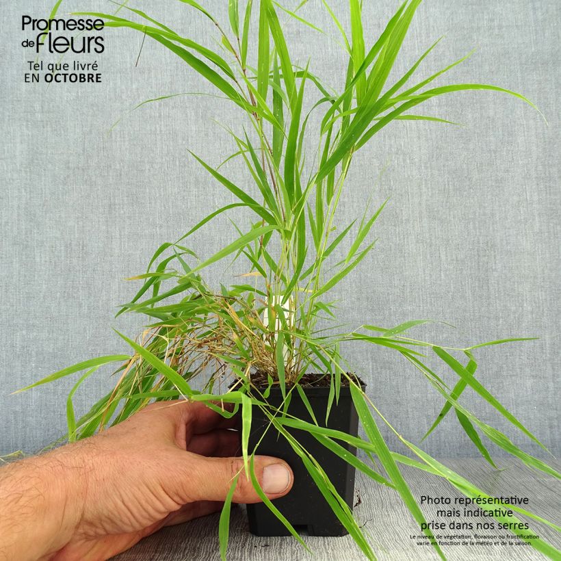 Spécimen de Hakonechloa macra Beni-Kaze - Herbe du Japon Godet de 8/9 cm tel que livré en automne
