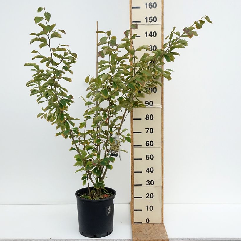 Spécimen de Hamamelis intermedia Arnold Promise - Noisetier de Sorcière Pot de 18L/20L tel que livré en été
