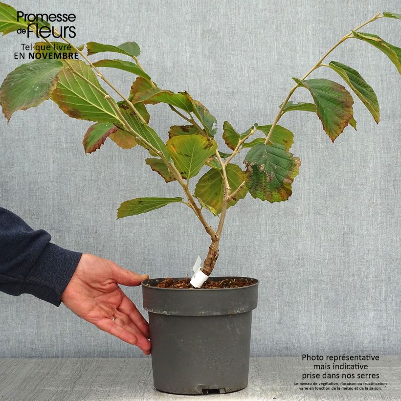Spécimen de Hamamelis intermedia Diane - Noisetier de Sorcière Pot de 2L/3L tel que livré en automne