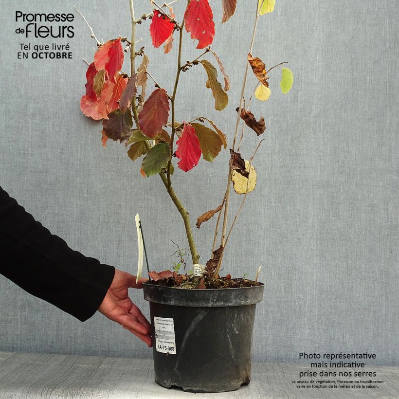 Spécimen de Hamamelis intermedia Diane - Noisetier de Sorcière Pot de 4L/5L tel que livré en automne