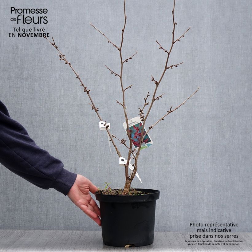 Spécimen de Hamamelis intermedia Ruby Glow - Noisetier de sorcière Pot de 4L/5L tel que livré en automne