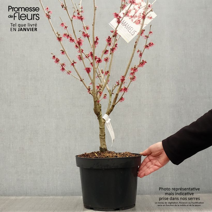 Spécimen de Hamamelis intermedia Ruby Glow - Noisetier de sorcière Pot de 6L/7L tel que livré en hiver