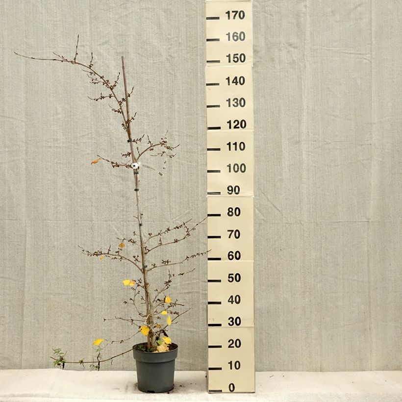 Spécimen de Hamamelis japonica Pendula - Hamamelis pleureur Pot de 6L/7L tel que livré en automne