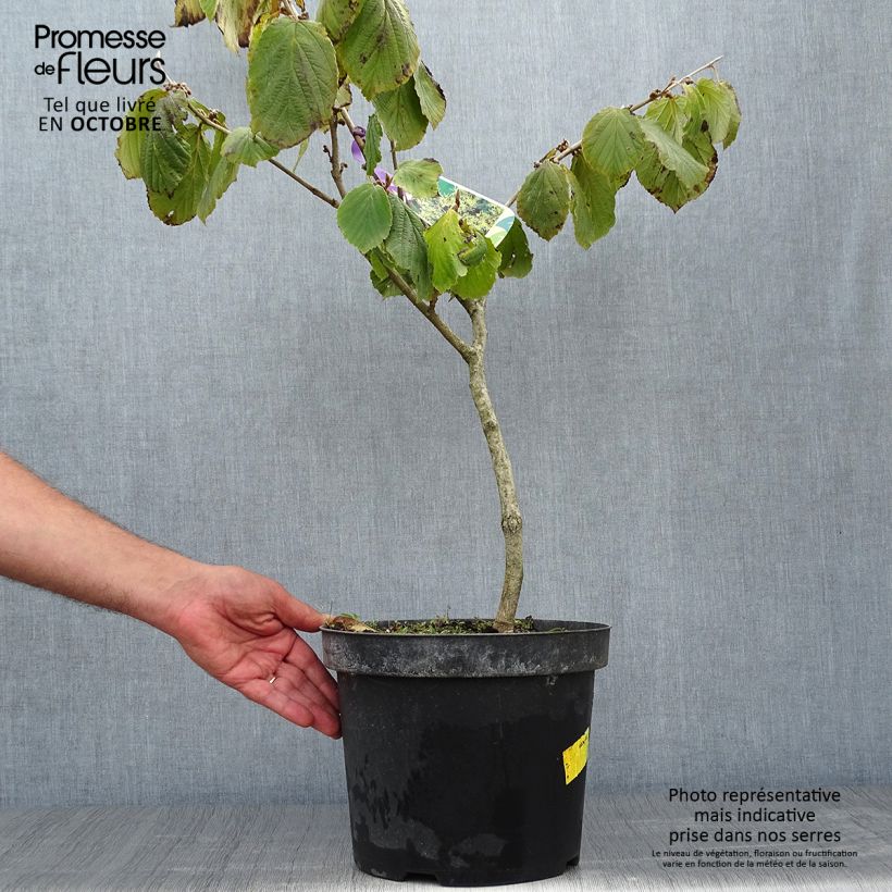 Spécimen de Noisetier des sorcières - Hamamelis mollis Pallida Pot de 4L/5L tel que livré en automne