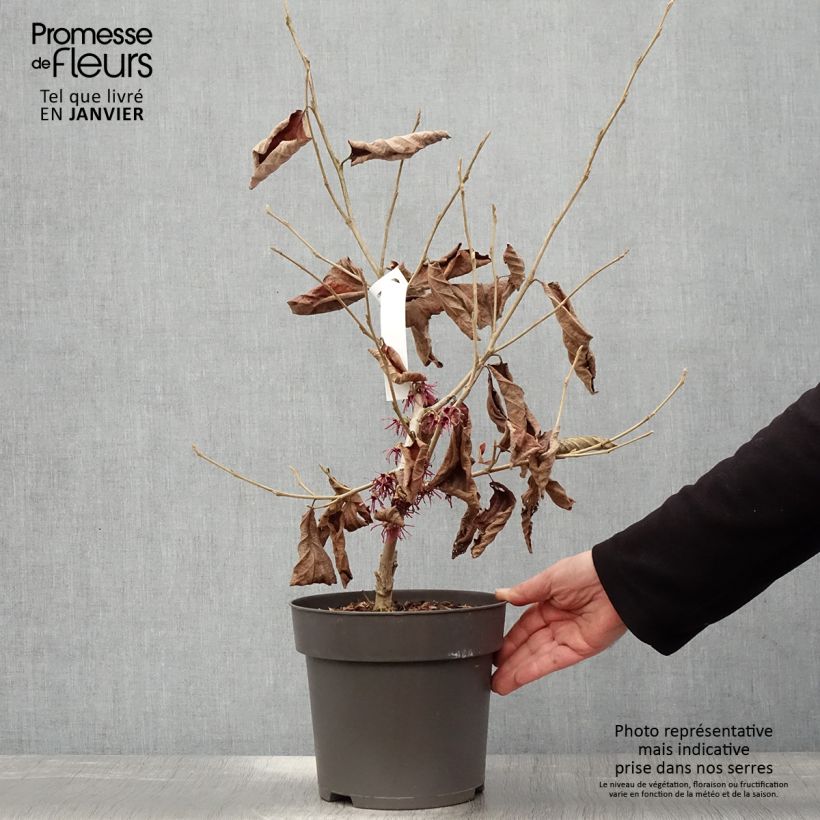 Spécimen de Hamamelis vernalis Washington Park Pot de 4L/5L tel que livré en hiver