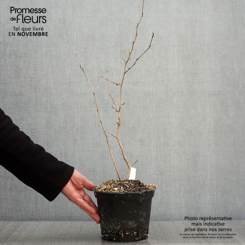 Spécimen de Hamamelis virginiana - Noisetier de sorcière de Virginie  Pot de 3L/4L tel que livré en automne