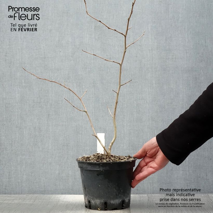 Spécimen de Hamamelis virginiana - Noisetier de sorcière de Virginie  Pot de 3L/4L tel que livré en hiver