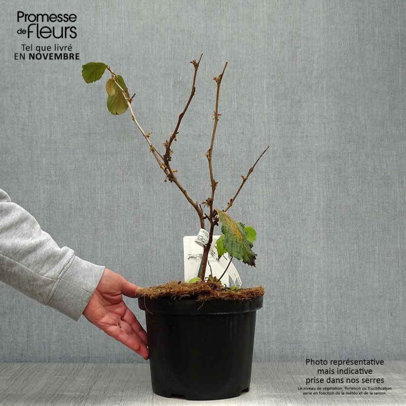 Spécimen de Hamamelis (x) intermedia Feuerzauber - Noisetier de sorcière Pot de 4L/5L tel que livré en automne