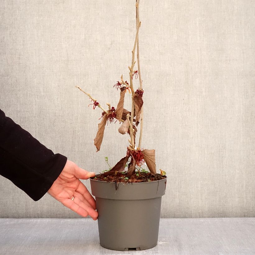 Spécimen de Hamamelis x intermedia Orange Beauty - Noisetier de sorcière Pot de 3L/4L tel que livré en hiver