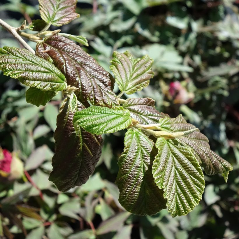 Hamamelis x intermedia Orange Peel - Noisetier de sorcière (Feuillage)