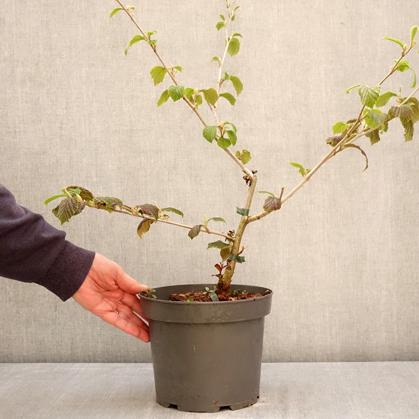 Spécimen de Hamamelis x intermedia Orange Peel - Noisetier de sorcière Pot de 3L/4L tel que livré au printemps