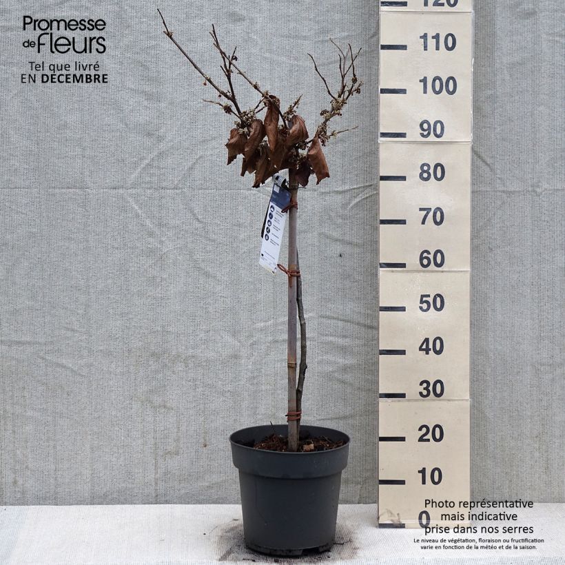 Spécimen de Hamamelis (x) intermedia Rubin - Noisetier de sorcière  Pot de 7,5L/10L, Tige de 60 cm tel que livré en hiver