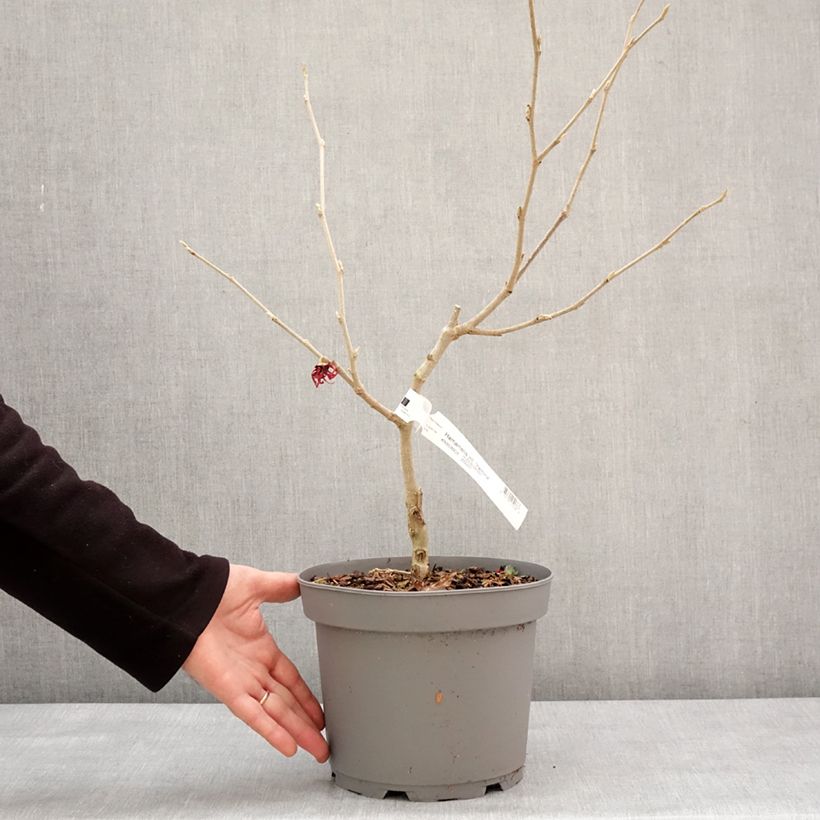 Spécimen de Hamamelis (x) intermedia Yamina - Noisetier de sorcière Pot de 4L/5L tel que livré en hiver