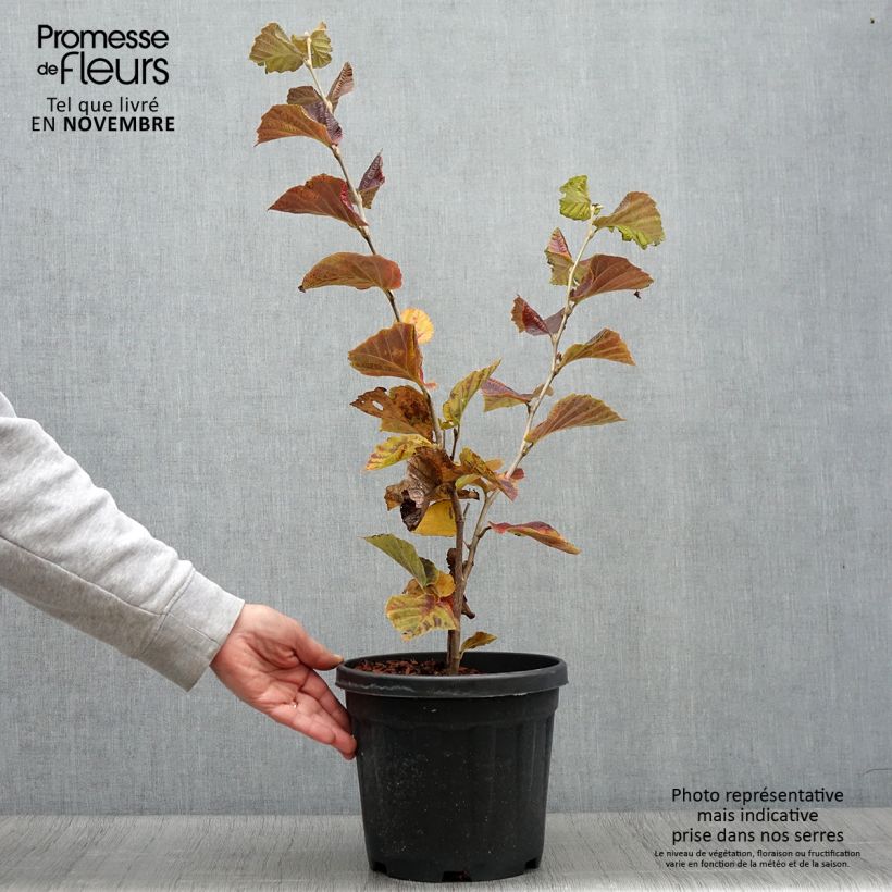 Spécimen de Hamamelis (x) intermedia Yamina - Noisetier de sorcière Pot de 4L/5L tel que livré en automne
