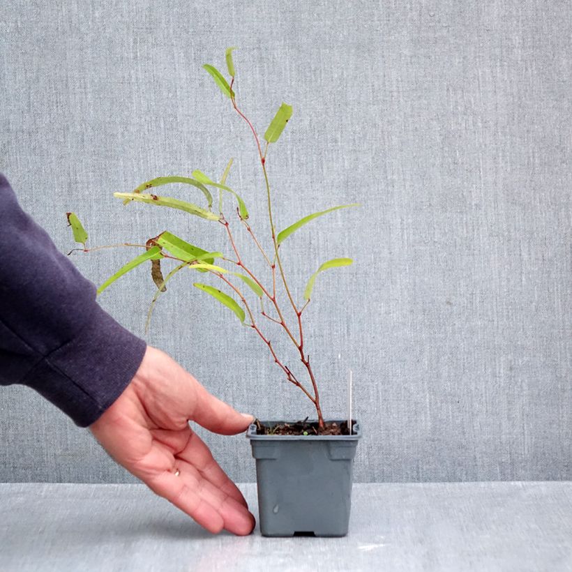 Spécimen de Hardenbergia violacea Meema - Glycine australienne naine Godet de 8/9 cm tel que livré en automne