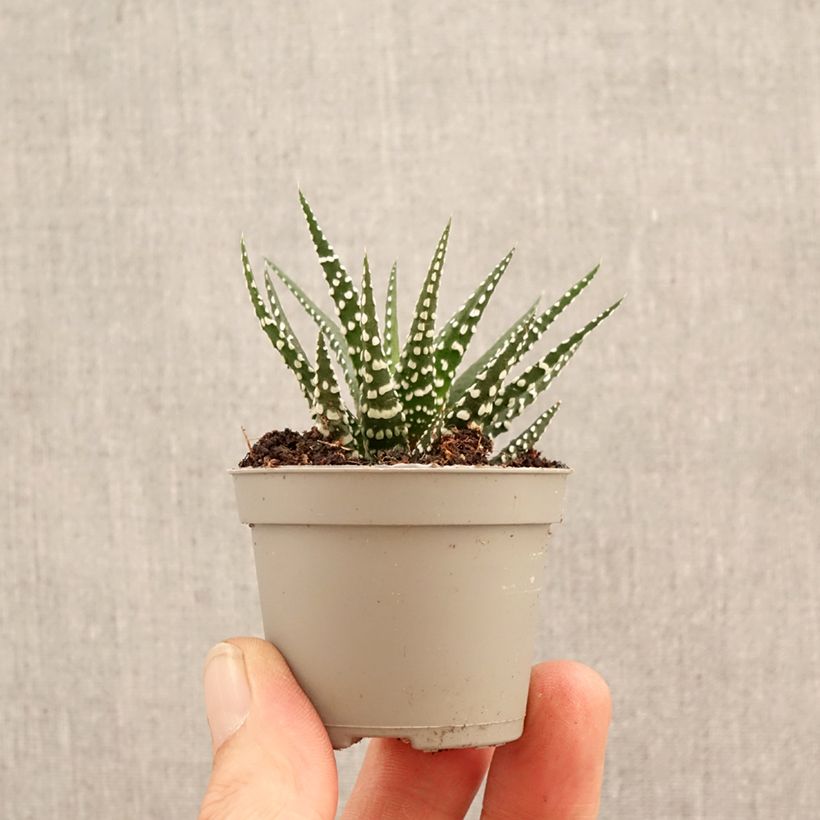 Spécimen de Haworthia Big Band - Plante zèbre Mini-plante tel que livré au printemps