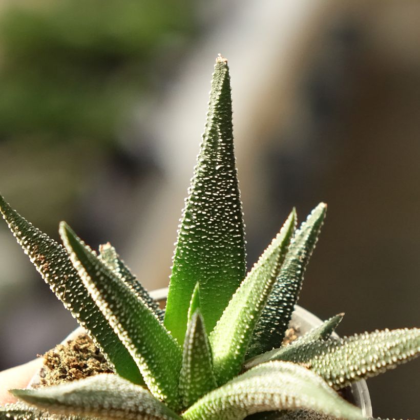 Haworthia fasciata Concolor - Plante zèbre (Feuillage)