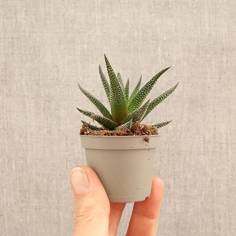 Spécimen de Haworthia fasciata Concolor - Plante zèbre Mini-plante tel que livré au printemps