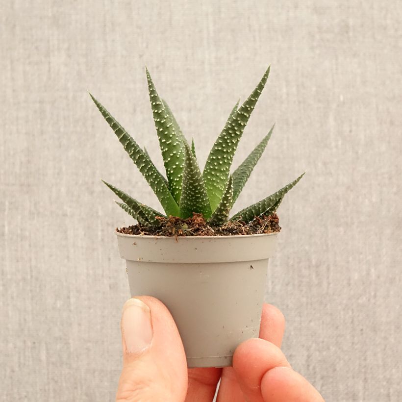 Spécimen de Haworthia limifolia Mini-plante tel que livré au printemps