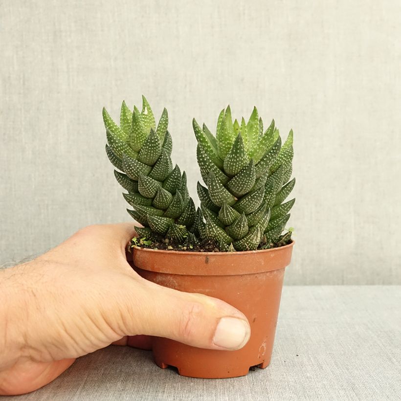 Spécimen de Haworthiopsis reinwardtii – Haworthie de Reinwardt, plante zèbre Pot de 10 cm/11cm tel que livré en été
