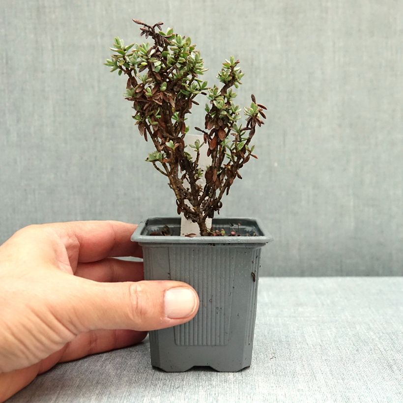 Spécimen de Hebe carnosula - Véronique arbustive Godet de 8/9 cm tel que livré en automne