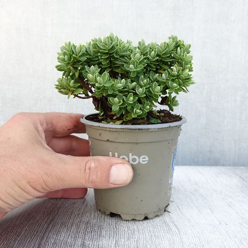 Spécimen de Hebe Cobb Valley - Véronique arbustive Pot de 10 cm/11cm tel que livré en automne