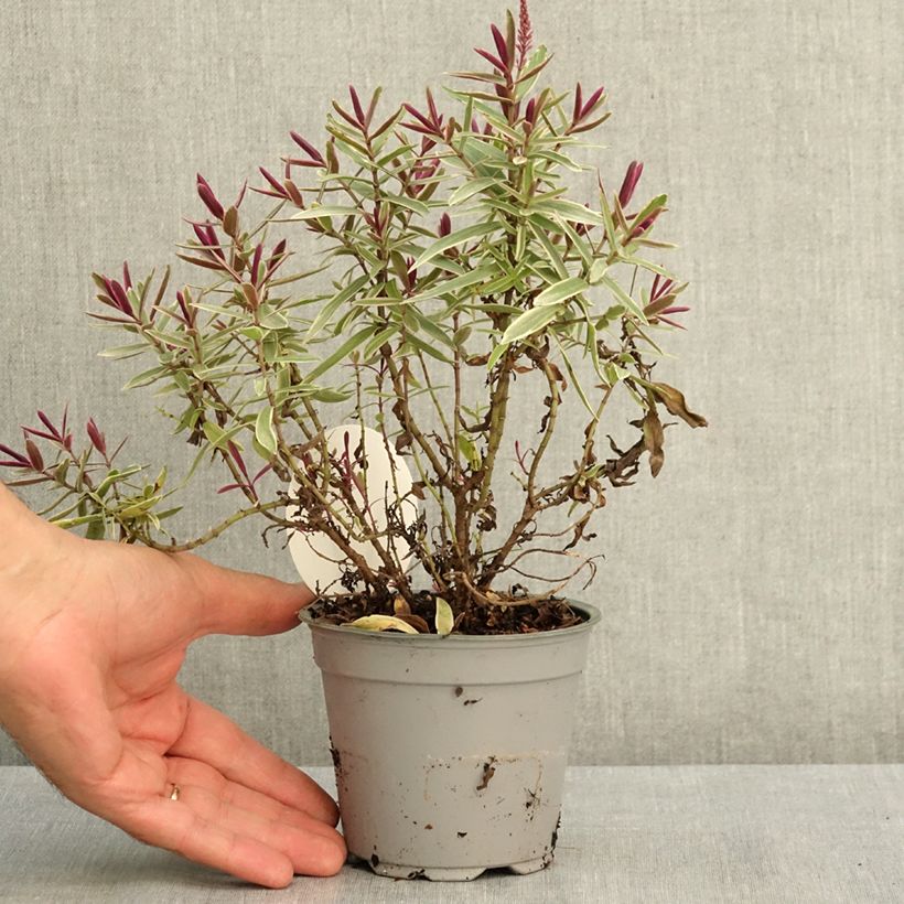 Spécimen de Hebe iBE Colour Dream - Véronique arbustive Pot de 12 cm / 13 cm tel que livré en été