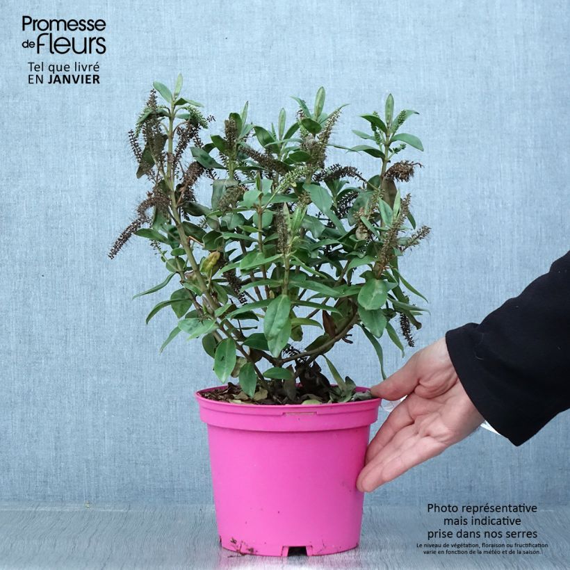 Spécimen de Hebe Ouessant - Véronique arbustive Pot de 2L/3L tel que livré en hiver