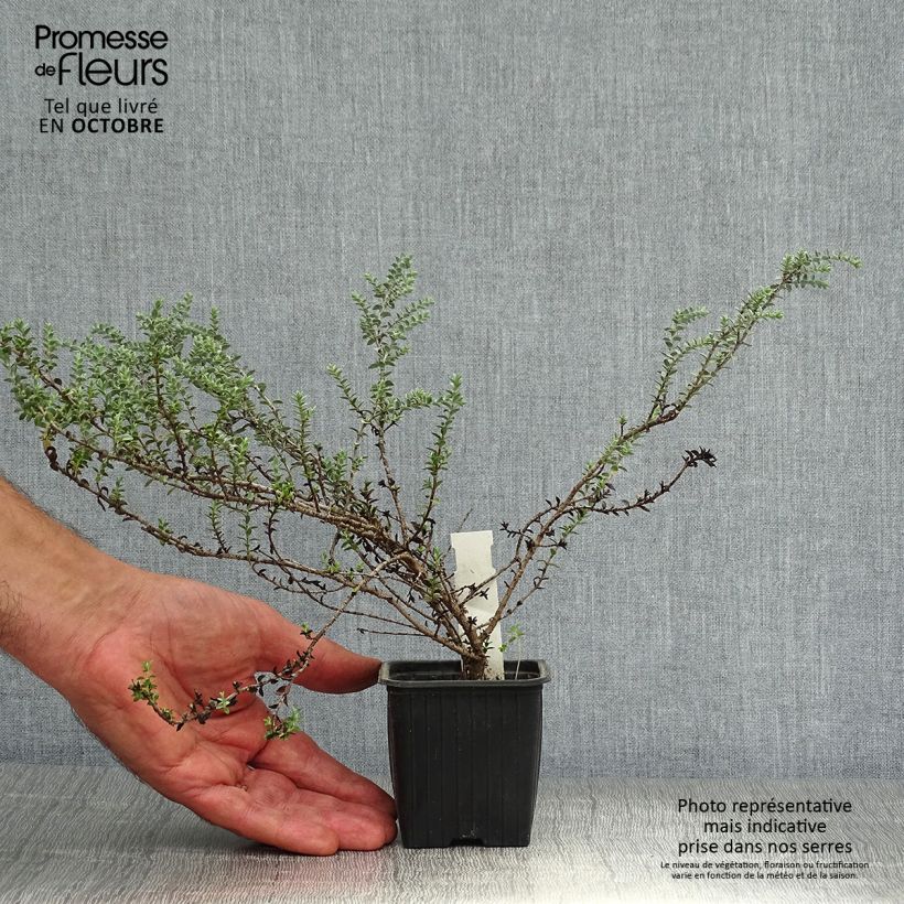 Spécimen de Hebe pimeleoides Quicksilver - Véronique arbustive Godet de 8/9 cm tel que livré en automne