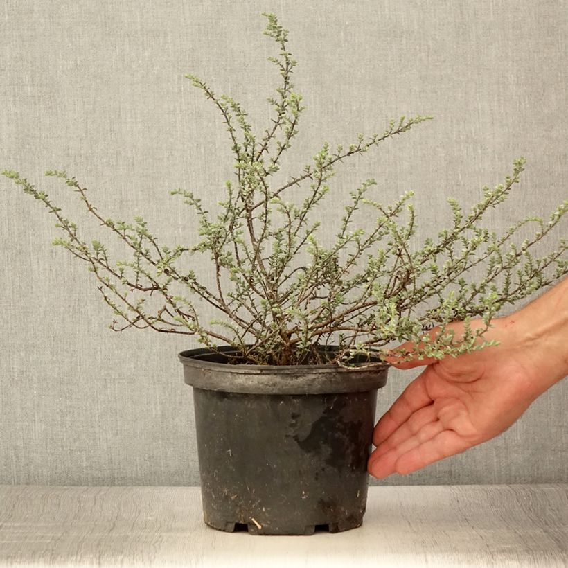 Spécimen de Hebe pimeleoides Quicksilver - Véronique arbustive Pot de 3L/4L tel que livré en été