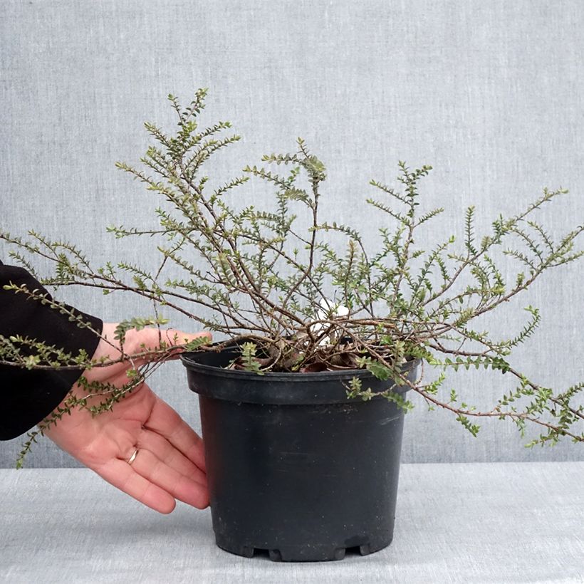 Spécimen de Hebe pimeleoides Quicksilver - Véronique arbustive Pot de 3L/4L tel que livré en hiver