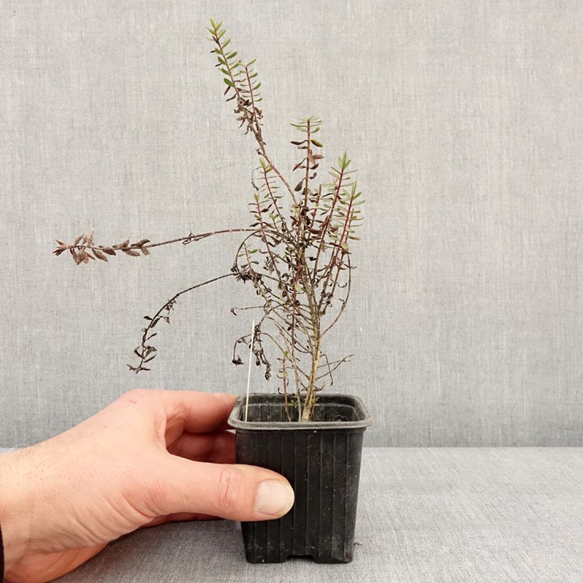 Spécimen de Hebe Pink Paradise - Véronique arbustive Godet de 8/9 cm tel que livré en hiver