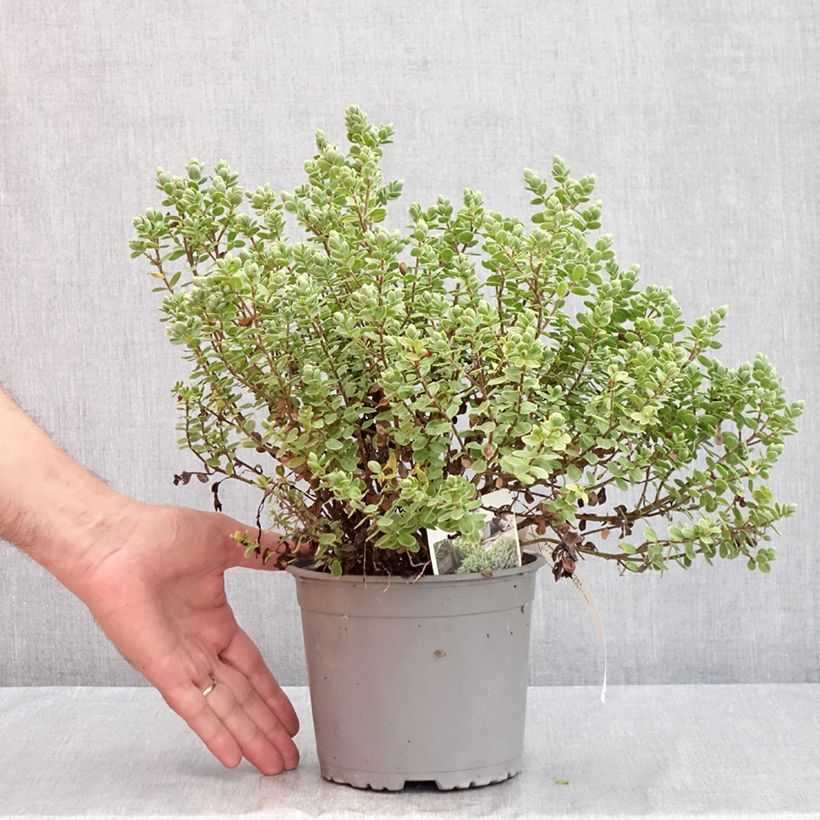 Spécimen de Hébé topiaria - Véronique arbustive Pot de 1,5L/2L tel que livré en été