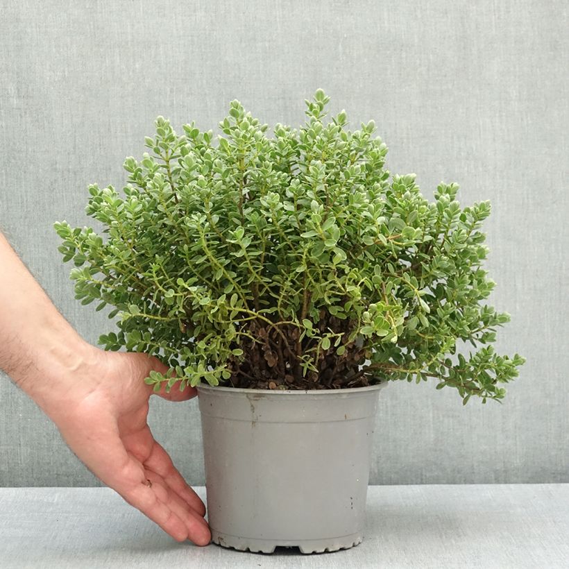 Spécimen de Hébé topiaria - Véronique arbustive Pot de 1,5L/2L tel que livré au printemps
