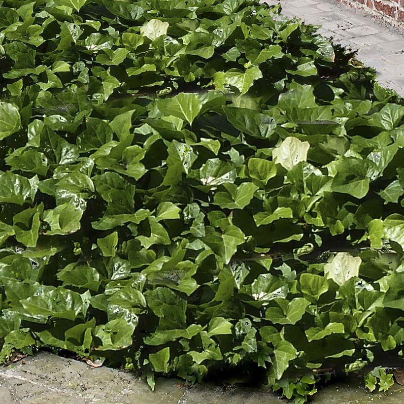 Lierre couvre-sol - Hedera Algerian Bellecour (Feuillage)