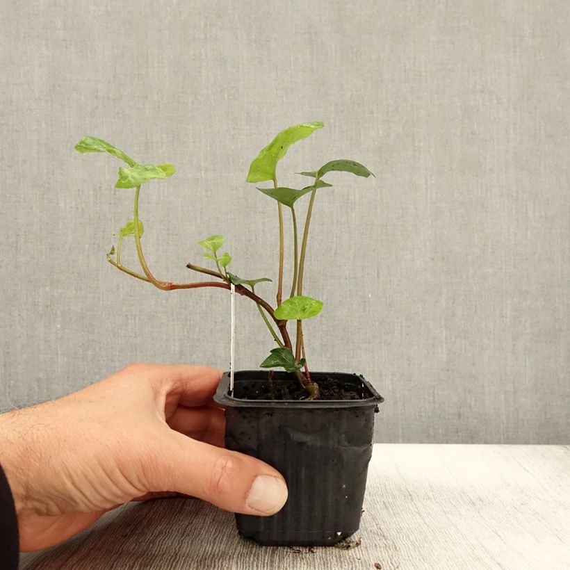 Spécimen de Hedera algeriensis - Lierre d'Algérie Godet de 8/9 cm tel que livré en automne