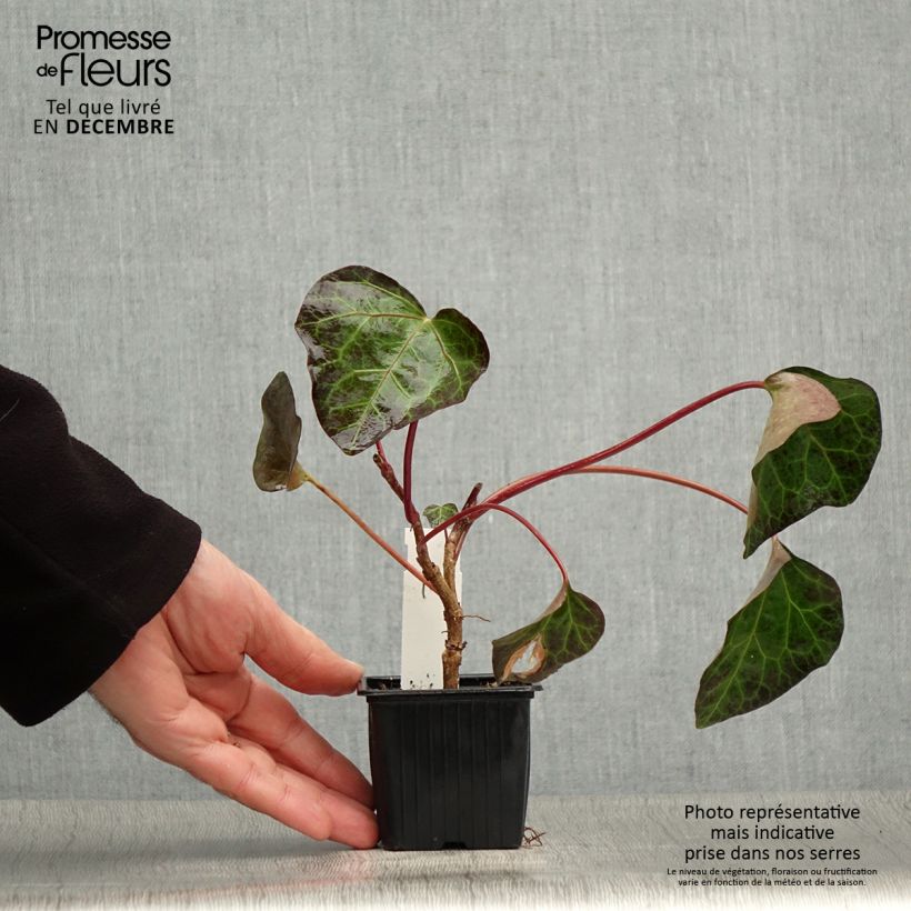 Spécimen de Hedera algeriensis - Lierre d'Algérie Godet de 8/9 cm tel que livré en hiver