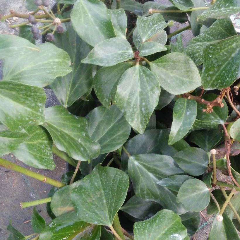 Lierre de Colchide - Hedera colchica Arborescens (Fall Favorite) (Feuillage)