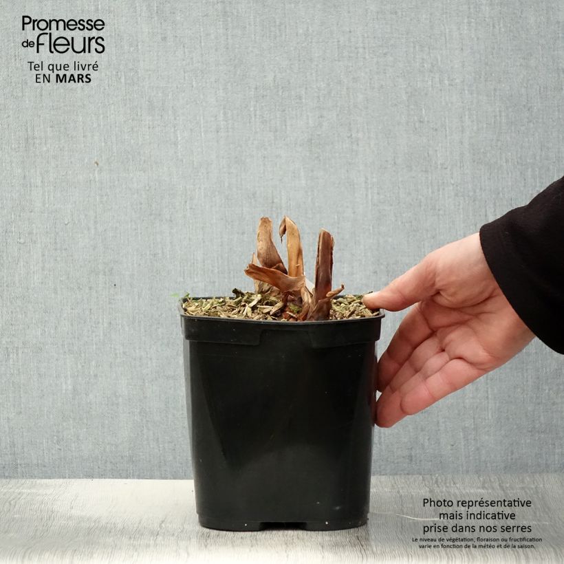 Spécimen de Hedychium Dixter (Tresco) - Longose - Gingembre d'ornement  Pot de 3L/4L tel que livré au printemps