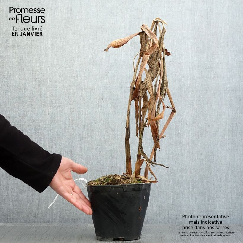 Spécimen de Hedychium forrestii Pot de 3L/4L tel que livré en hiver