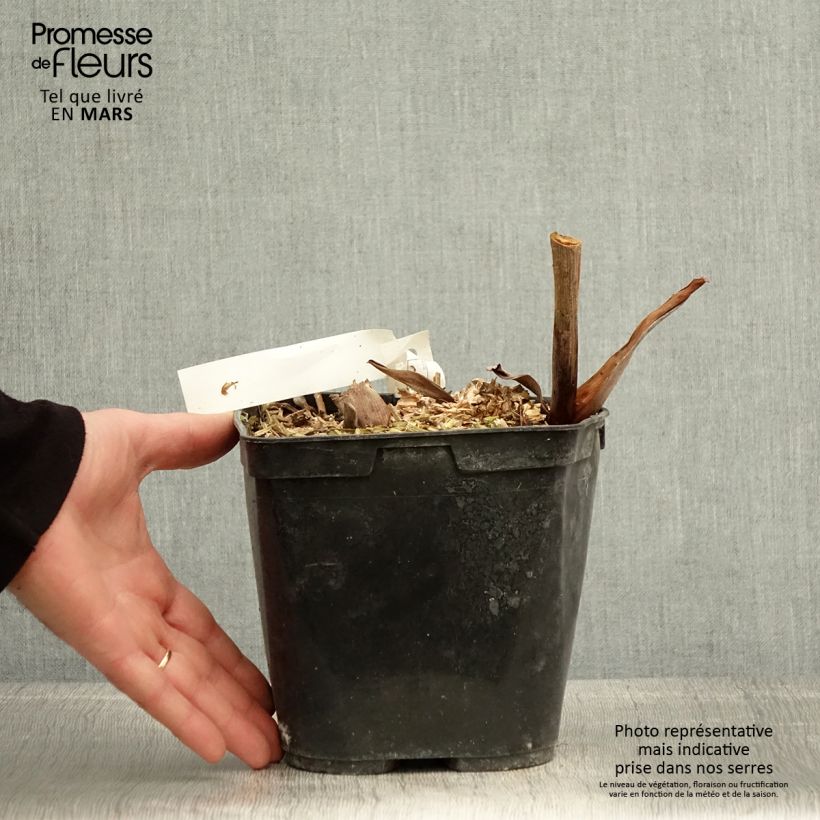 Spécimen de Hedychium forrestii Pot de 3L/4L tel que livré au printemps