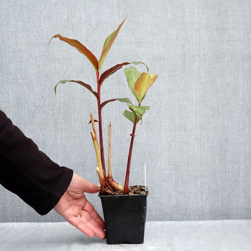 Spécimen de Hedychium greenii - Gingembre corail Pot de 1L/1,5L tel que livré en automne